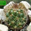 37b _Coryphantha _pseudoechinus _ssp.laui_ 01